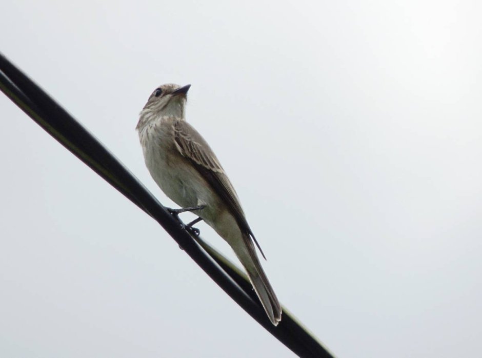 Серая птица с длинным хвостом