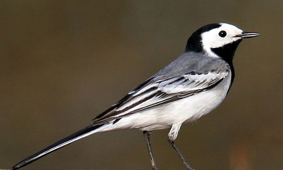 Трясогузка Перелетная птица