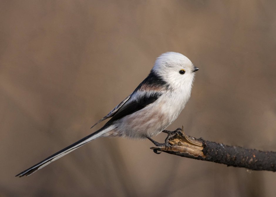 Синица ополовник