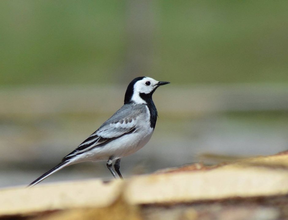 Насекомоядные птицы трясогузка