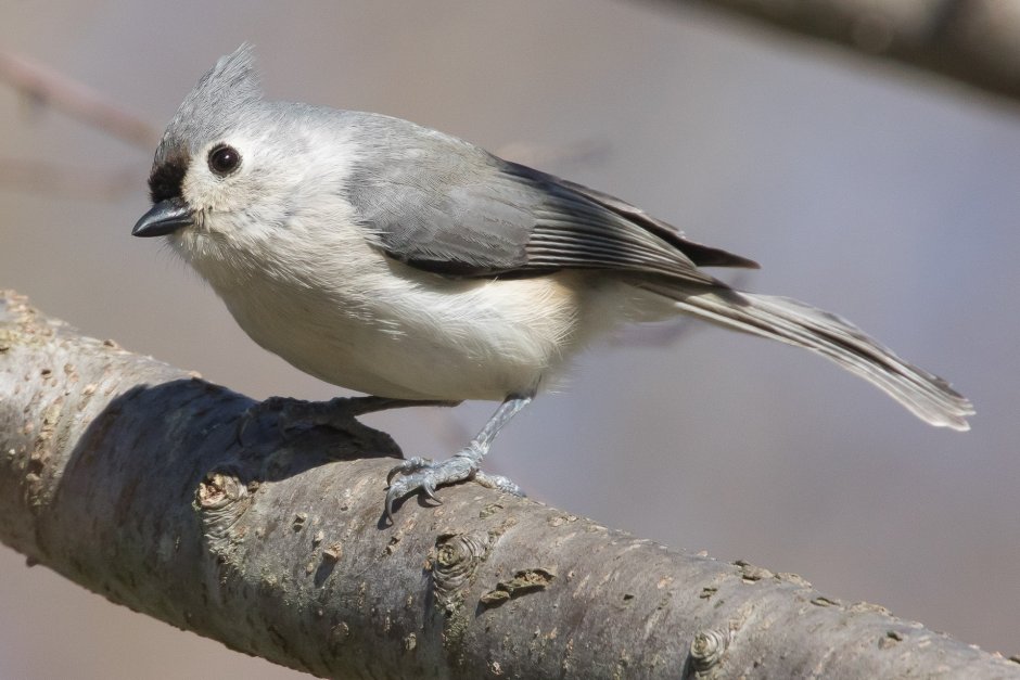 Бело серая птица