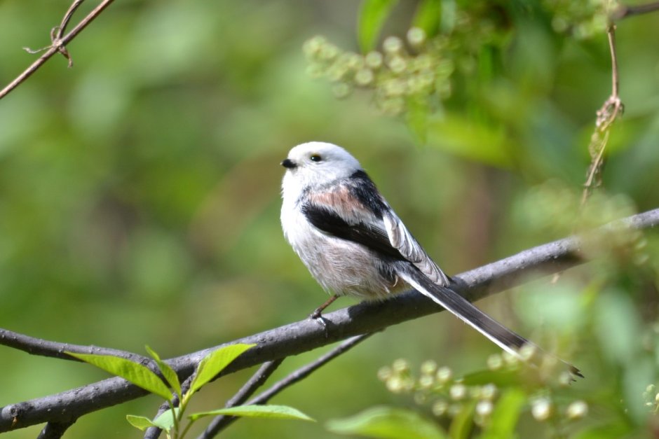 Птица синица длиннохвостая