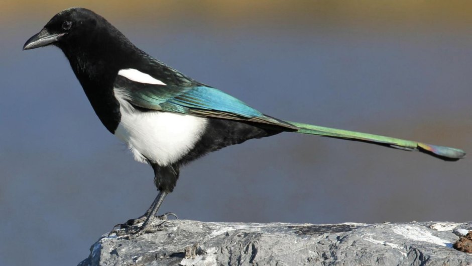 Птица с зеленым хвостом