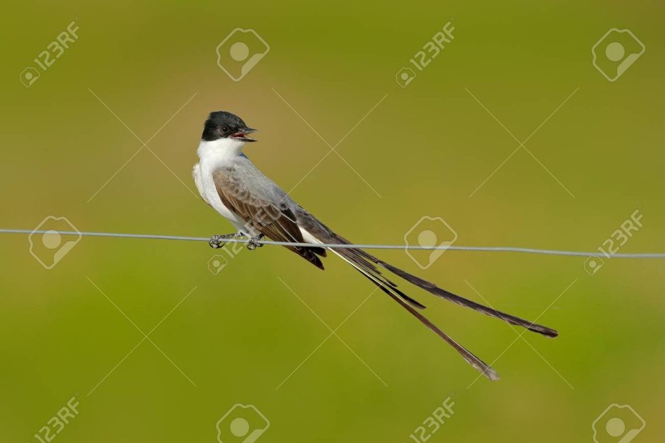 Маленькие птички с раздвоенным хвостом