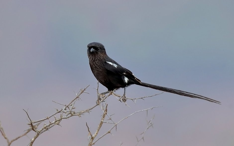 Сорочий сорокопут