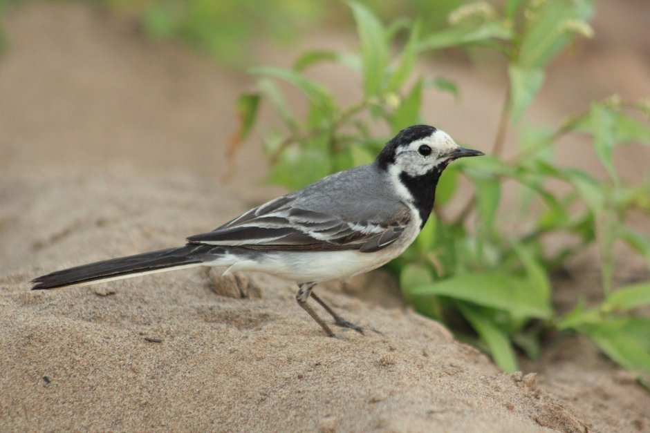Длиннохвостая трясогузка